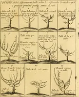 Picture 37 of 56 from Le parfait jardinier, ou, Instruction pour les jardins fruitiers et potagers : avec une Trait© des oranges, suivi de Reflexions sur l'agriculture (1695), leaf 420