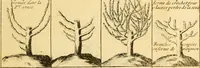 Picture 39 of 56 from Le parfait jardinier, ou, Instruction pour les jardins fruitiers et potagers : avec une Trait© des oranges, suivi de Reflexions sur l'agriculture (1695), leaf 428