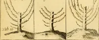 Picture 40 of 56 from Le parfait jardinier, ou, Instruction pour les jardins fruitiers et potagers : avec une Trait© des oranges, suivi de Reflexions sur l'agriculture (1695), leaf 428