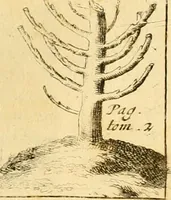 Picture 41 of 56 from Le parfait jardinier, ou, Instruction pour les jardins fruitiers et potagers : avec une Trait© des oranges, suivi de Reflexions sur l'agriculture (1695), leaf 428