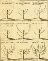 Picture 42 of 56 from Le parfait jardinier, ou, Instruction pour les jardins fruitiers et potagers : avec une Trait© des oranges, suivi de Reflexions sur l'agriculture (1695), leaf 488