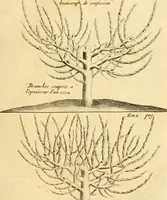 An illustration from Le parfait jardinier, ou, Instruction pour les jardins fruitiers et potagers : avec une Trait© des oranges, suivi de Reflexions sur l'agriculture (1695)