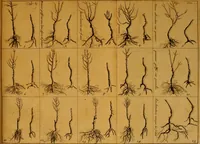 An illustration from Le parfait jardinier, ou, Instruction pour les jardins fruitiers et potagers : avec une Trait© des oranges, suivi de Reflexions sur l'agriculture (1695)