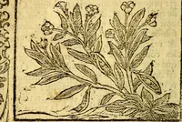 An illustration from Le pegme de Pierre Covstav (1560)
