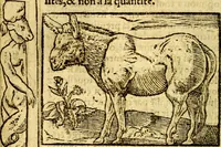 An illustration from Le pegme de Pierre Covstav (1560)