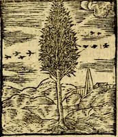 An illustration from Le pegme de Pierre Covstav (1560)