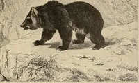 An illustration from Le peintre-graveur illustré : (xix et xx siècles) (1906)
