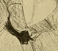 An illustration from Le peintre-graveur illustré : (xix et xx siècles) (1906)