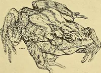 An illustration from Le peintre-graveur illustré : (xix et xx siècles) (1906)