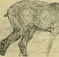 Picture 261 of 314 from Le peintre-graveur illustré : (xix et xx siècles) (1906), leaf 368