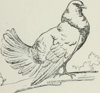 An illustration from Le petit Lavater français, ou, Les secrets de la physiognomie dévoilés (1890)