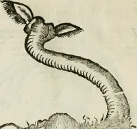 An illustration from Le relationi vniversali (1617)