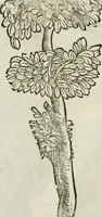 An illustration from Le relationi vniversali (1617)