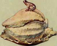 Picture 64 of 126 from Les anciennes faiences de Bruxelles : histoire, fabrication, produits (1922), leaf 236