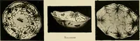 Picture 93 of 126 from Les anciennes faiences de Bruxelles : histoire, fabrication, produits (1922), leaf 324