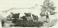 An illustration from Les anglais peints par eux-mêmes : par les sommités littéraires de l'Angleterre (1840)