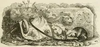 An illustration from Les anglais peints par eux-mêmes : par les sommités littéraires de l'Angleterre (1840)