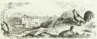 An illustration from Les anglais peints par eux-mêmes : par les sommités littéraires de l'Angleterre (1840)