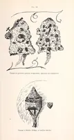 Picture 11 of 14 from Les Baluba (Congo Belge) (1913), leaf 587