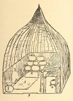 Picture 3 of 6 from Les Baluba (Congo Belge) (1913), leaf 251