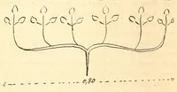 Picture 4 of 6 from Les Baluba (Congo Belge) (1913), leaf 256