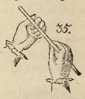 An illustration from L'escamoteur habile; (1816)