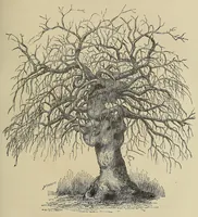 An illustration from Les chasseurs d'ivoire (1876)