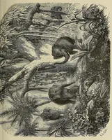 An illustration from Les chasseurs d'ivoire (1876)