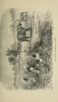 An illustration from Les chasseurs d'ivoire (1876)