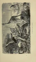 An illustration from Les chasseurs d'ivoire (1876)
