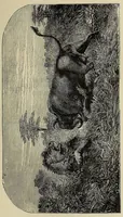 An illustration from Les chasseurs d'ivoire (1876)