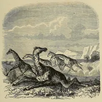 An illustration from Les chasseurs d'ivoire (1876)