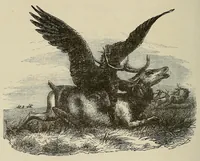 An illustration from Les chasseurs d'ivoire (1876)