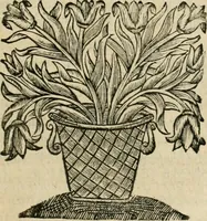 Picture 15 of 27 from Les commentaires de Cesar (1652), leaf 338