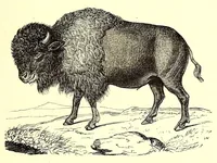 An illustration from Les contrées mystérieuses et les peuples inconnus (1884)