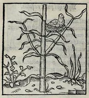 An illustration from Les emblemes de maistre Andre Alciat, mis en rime francoyse, [et] puis nagueres reimprime auec curieuse correction (1539)