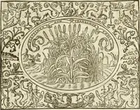 Picture 96 of 178 from Le sententiose imprese ; et, Dialogo (1560), leaf 110