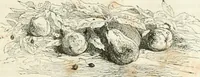Picture 214 of 649 from Les Français peints par eux-mêmes (1853), leaf 222