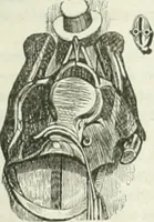 Picture 281 of 649 from Les Français peints par eux-mêmes (1853), leaf 298