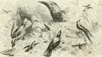An illustration from Les Français peints par eux-mêmes (1853)