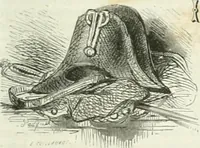 An illustration from Les Français peints par eux-mêmes (1853)