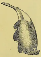 Picture 9 of 19 from Les industries de la soie: sériculture, filature, moulinage, tissage, tenture; histoire & statistique (1890), leaf 155