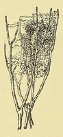 Picture 5 of 19 from Les industries de la soie: sériculture, filature, moulinage, tissage, tenture; histoire & statistique (1890), leaf 68