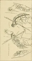 An illustration from Les jeux des Grecs et des Romains (1891)