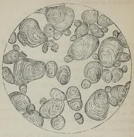 An illustration from Les matier̀es colorantes et la chimie de la teinture ... (1890)