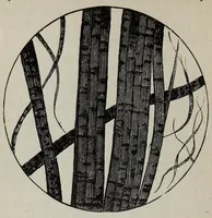 An illustration from Les matier̀es colorantes et la chimie de la teinture ... (1890)
