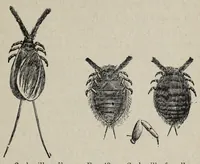 An illustration from Les matier̀es colorantes et la chimie de la teinture ... (1890)