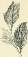 Picture 21 of 91 from Les origines : questions d'apologétique (1890), leaf 112