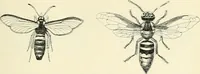 Picture 22 of 91 from Les origines : questions d'apologétique (1890), leaf 114