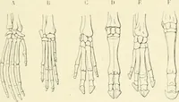 An illustration from Les origines : questions d'apologétique (1890)
